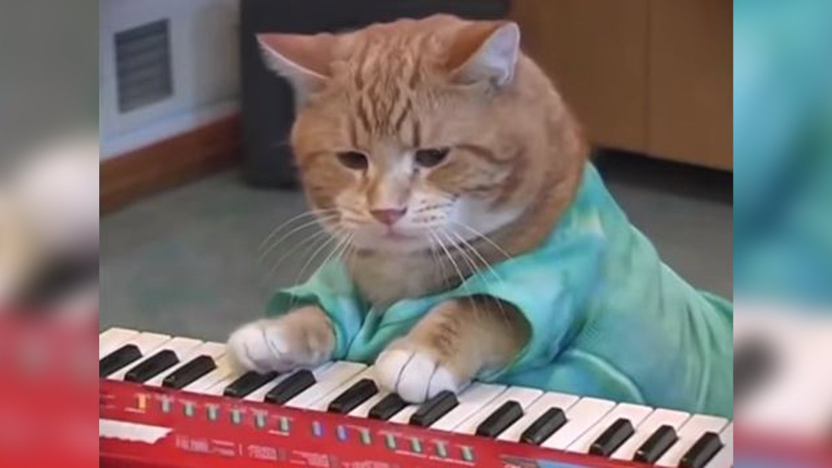 Кот спит на пианино