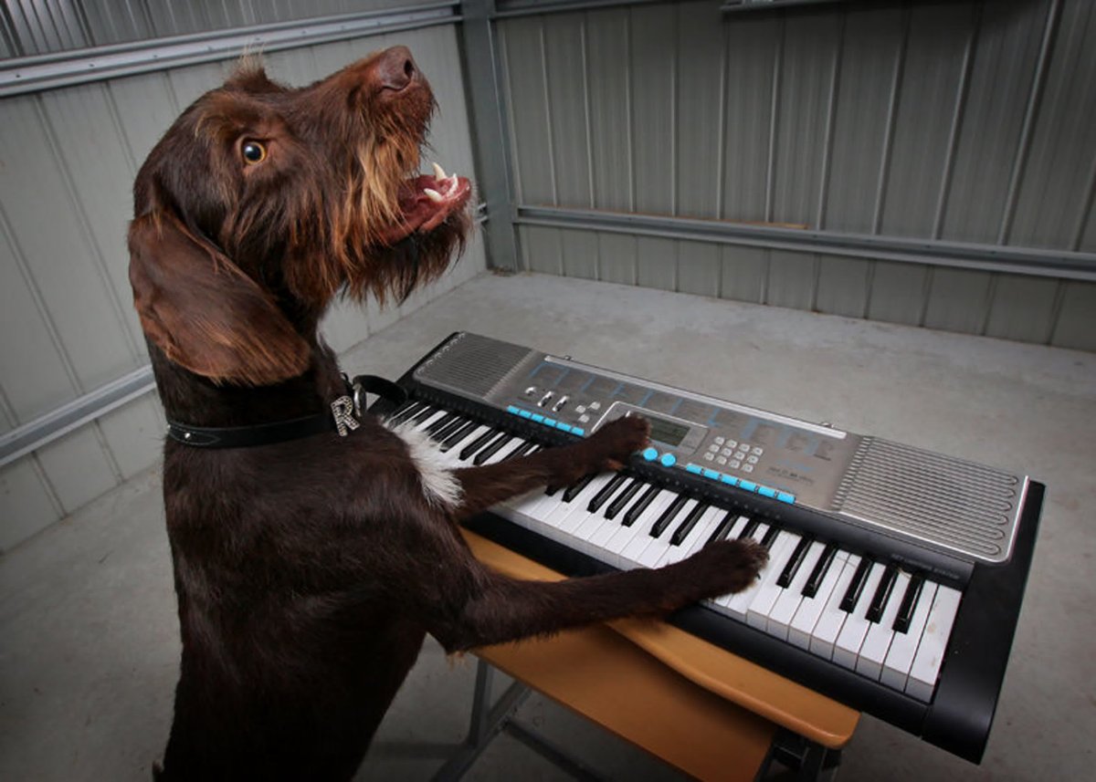 Пение животных. Собака поет. Собака с музыкальным инструментом. Поющие животные. Звери музыканты.
