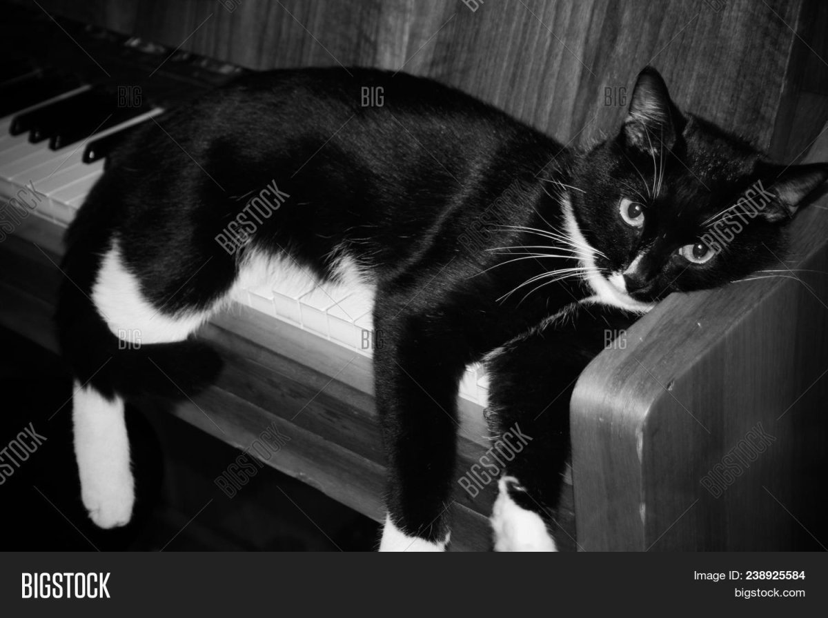 Кот играет на пианино Мем