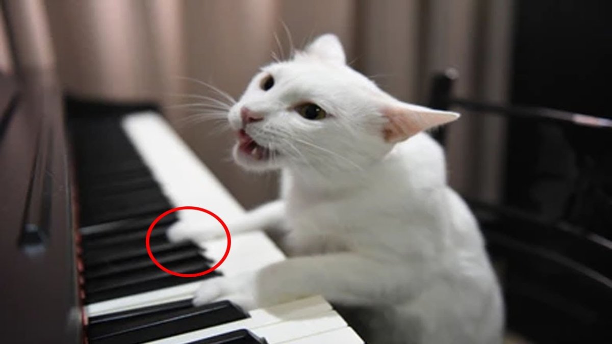 Кот играющий на фортепиано