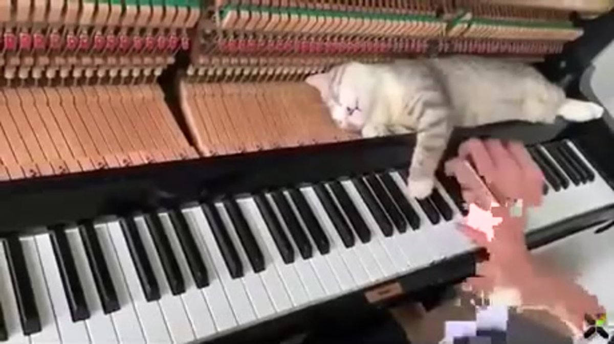 Кот пианист Бенто