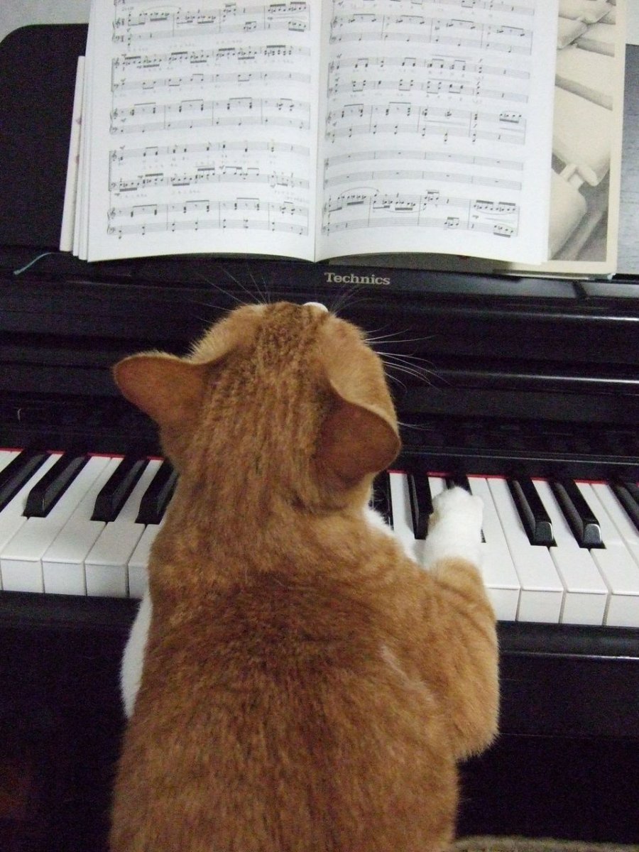 Животные и пианино смешные