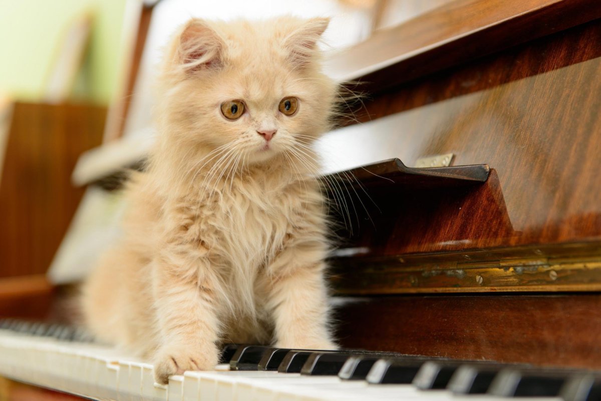 Игрушка кот играет на пианино