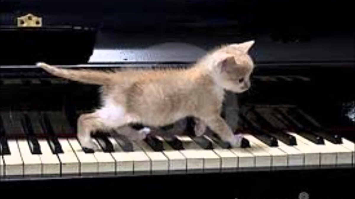 Кот на пианино