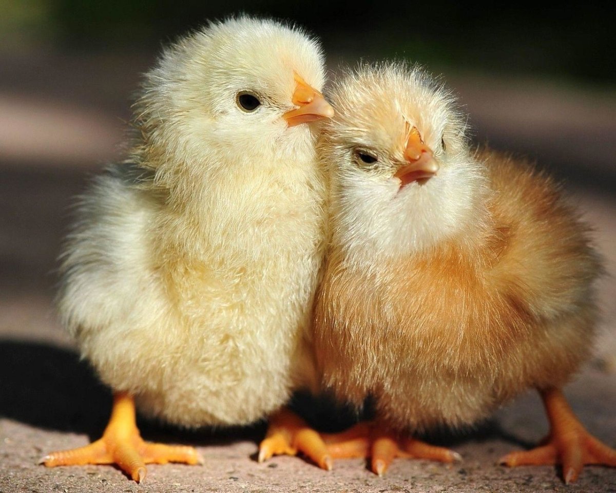 Красивые цыплята