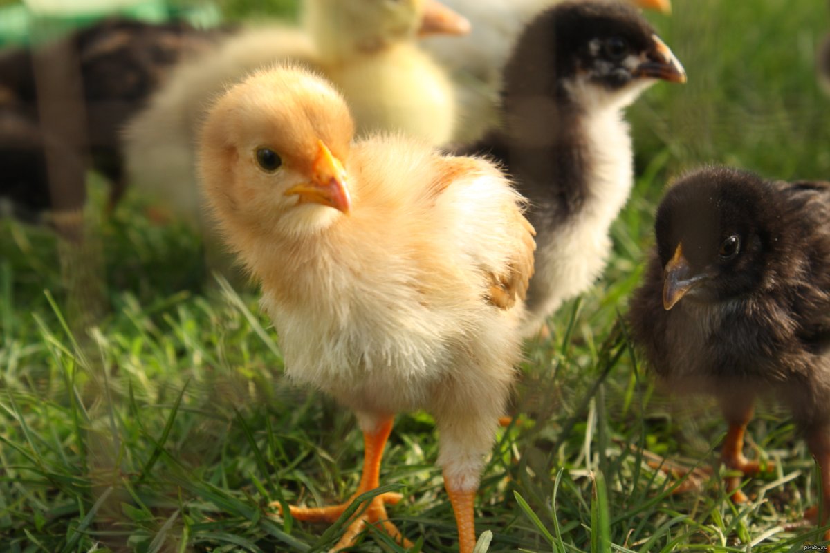 Цыплята породы Загорская лососевая