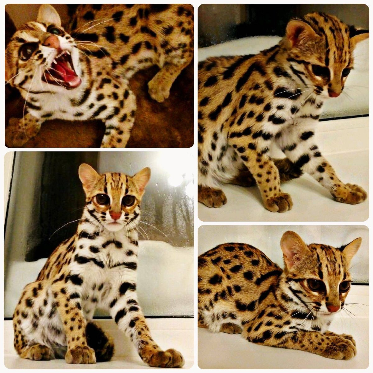 Бенгальская кошка Дикая