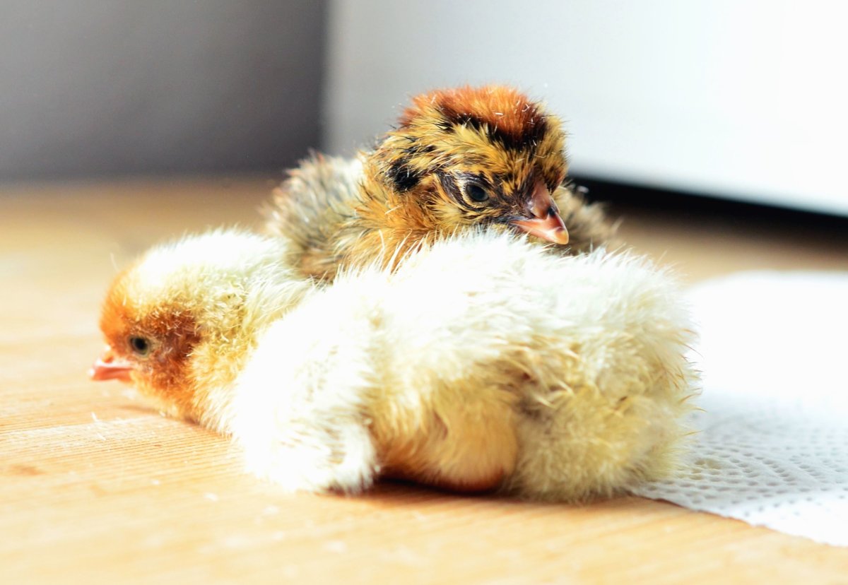 Пушистый цыпленок