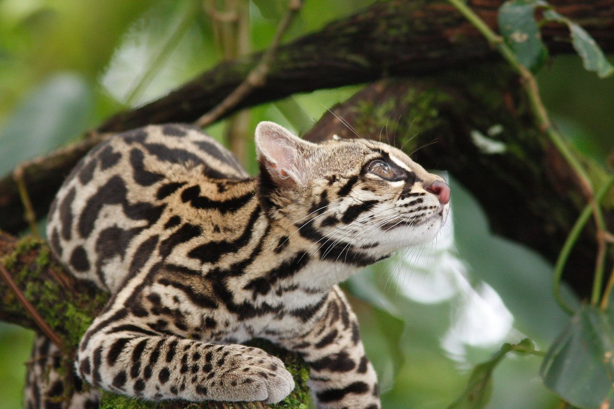 Бенгальская леопардовая кошка