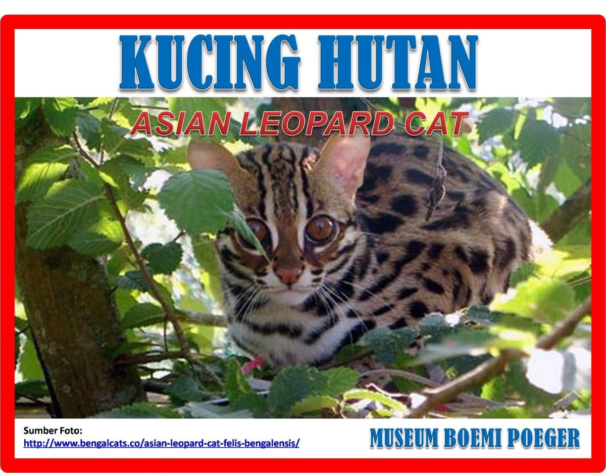 Леопардовой кошки Prionailurus bengalensis