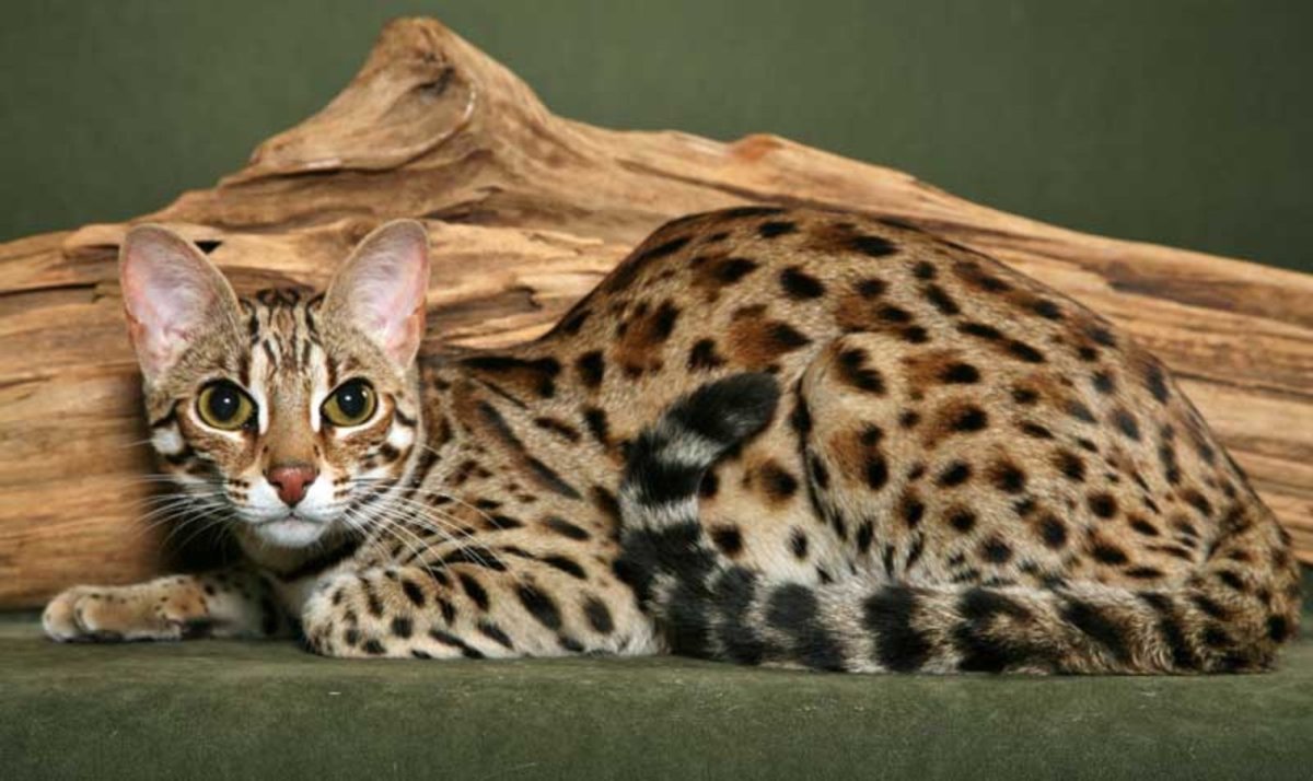 Бенгальская кошка (Prionailurus bengalensis)