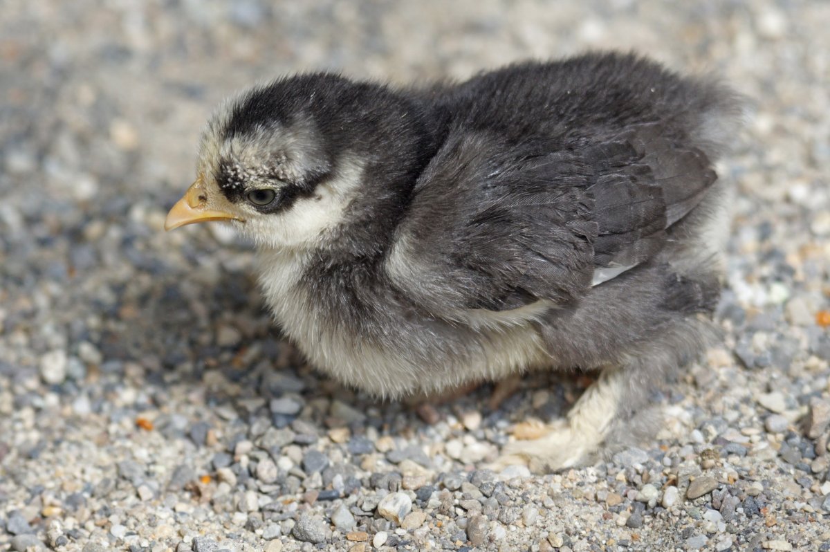 Птенец курицы