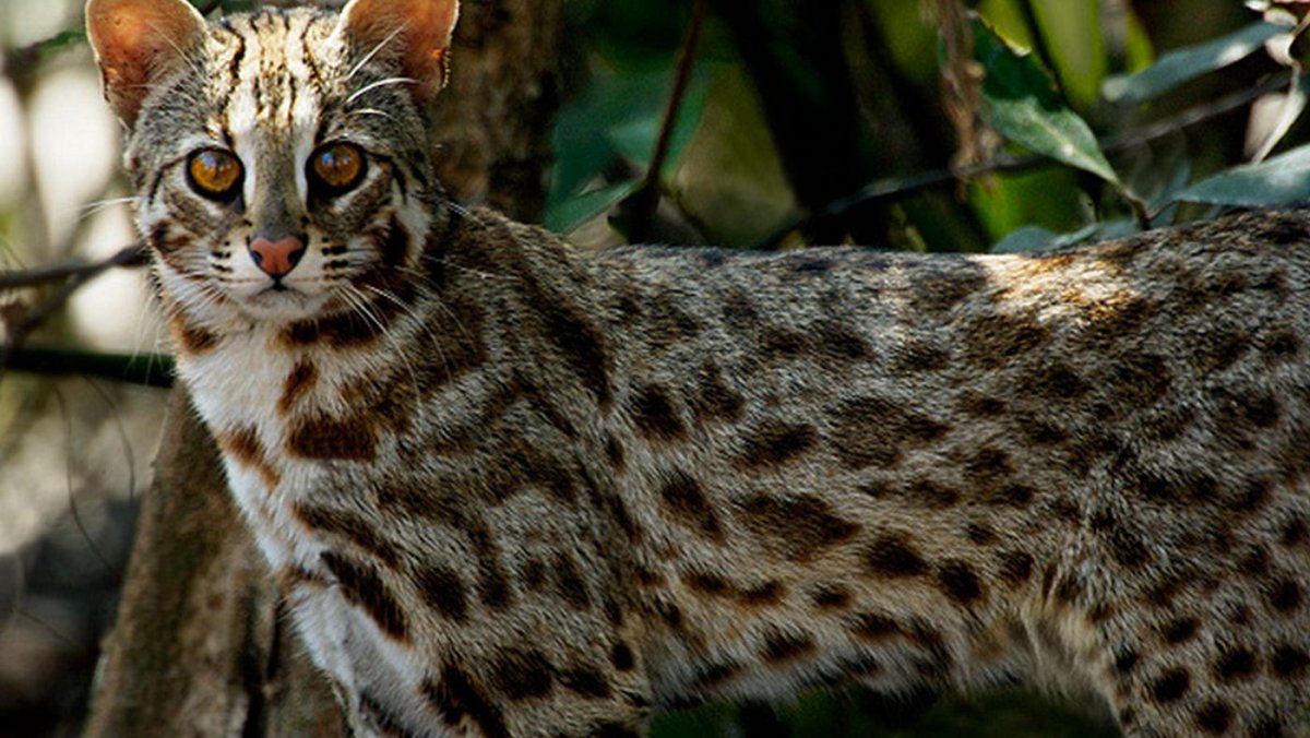 Амурский леопардовый кот