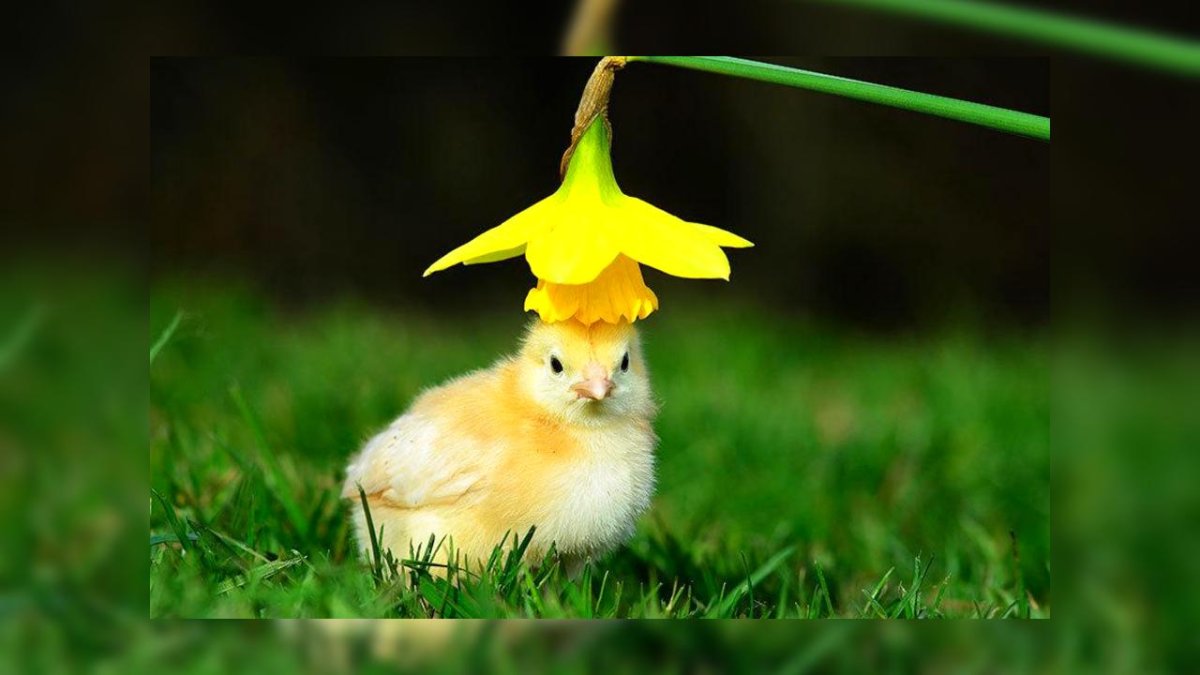 Желтый цыпленок