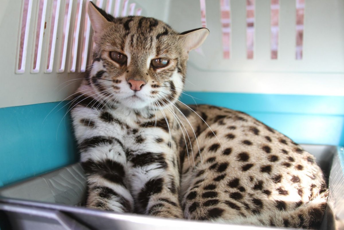 Prionailurus bengalensis