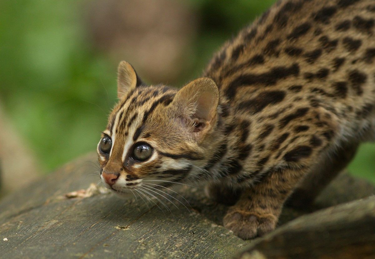 Бенгальская кошка Дикая