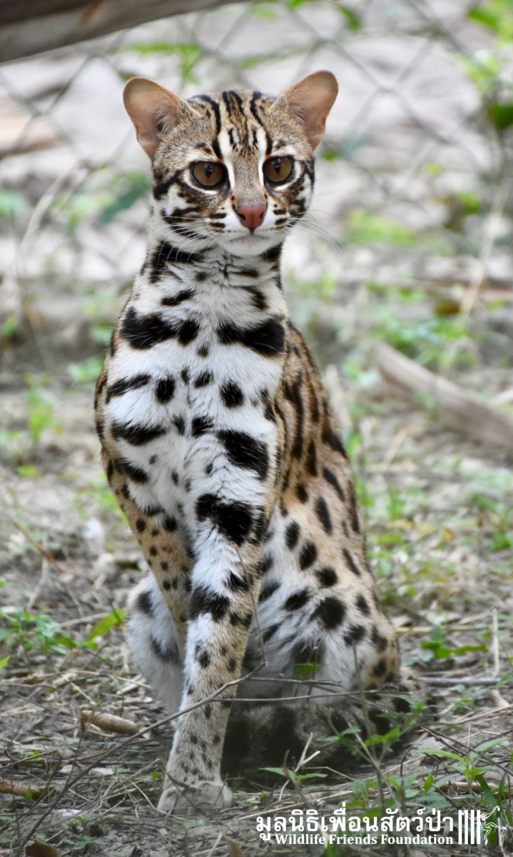 Prionailurus bengalensis