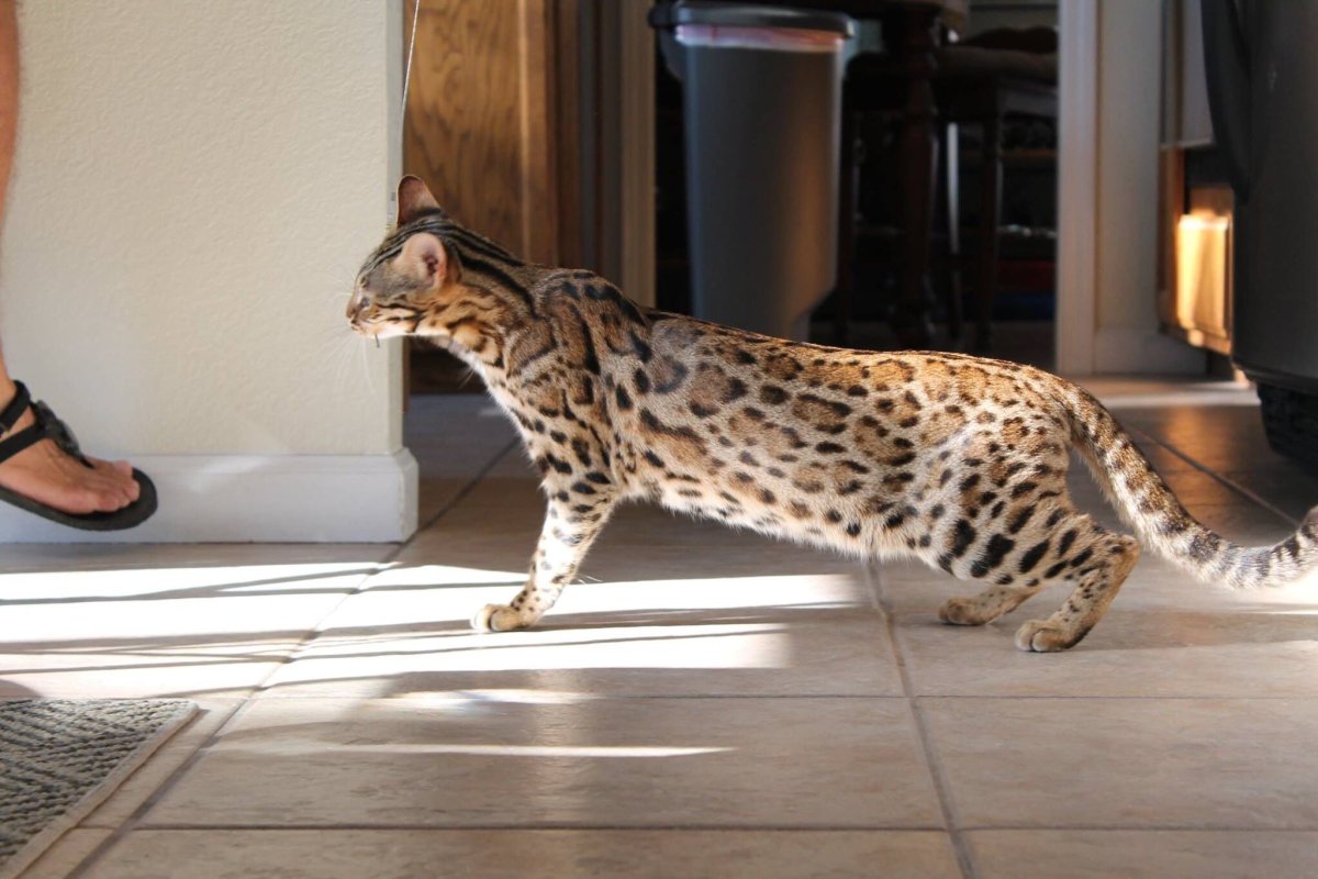 Азиатская леопардовая кошка