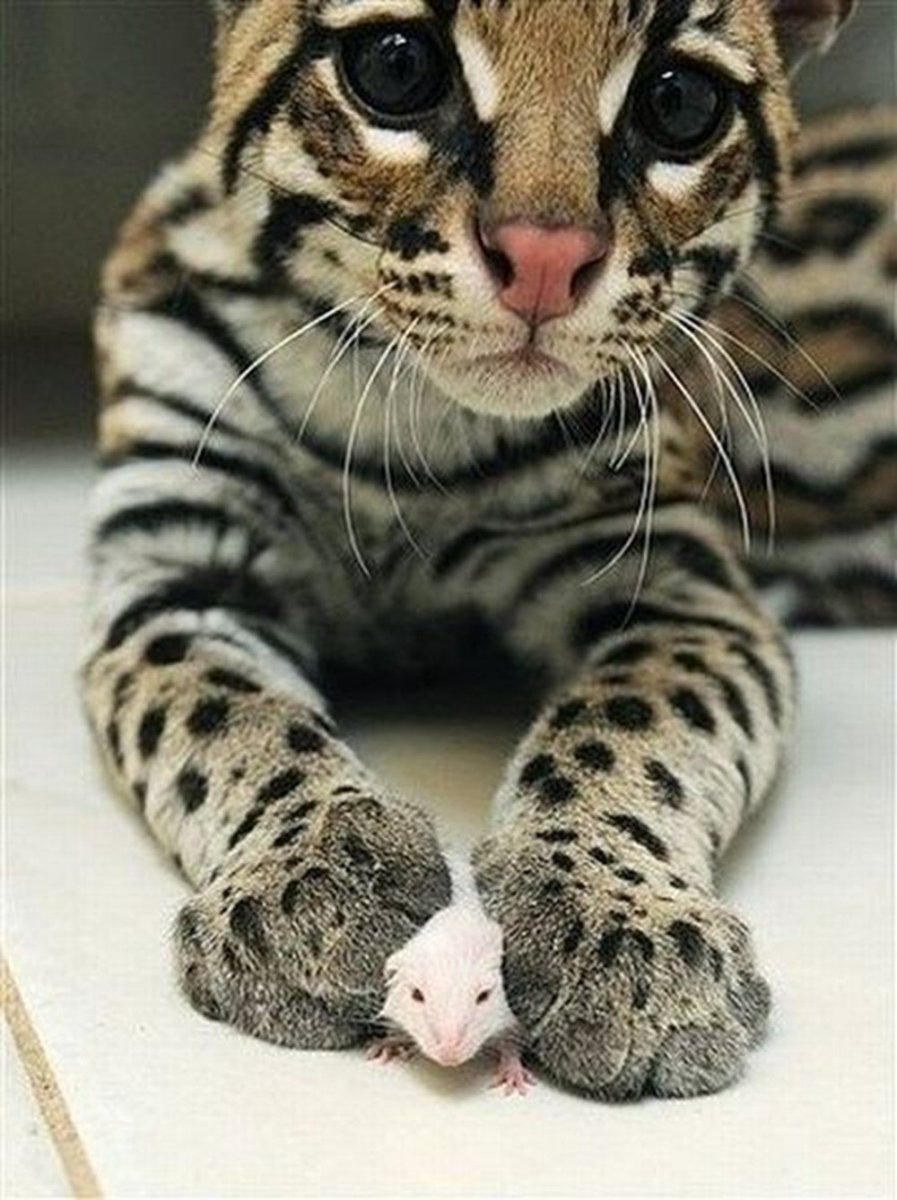Оцелот и азиатская леопардовая кошка