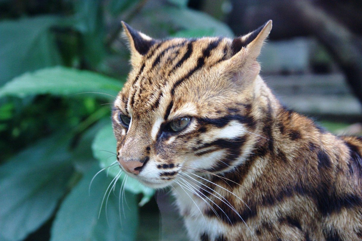 Онцилла тигровая кошка