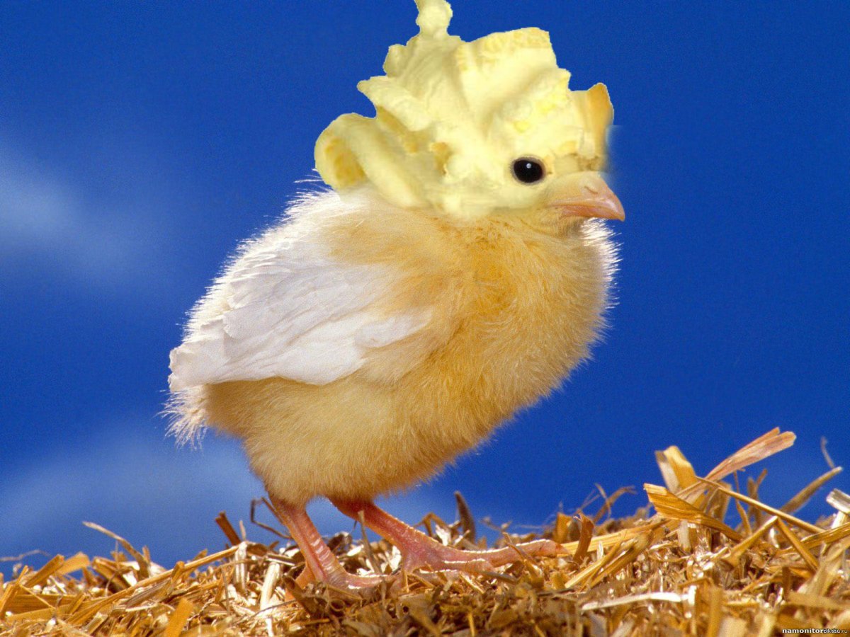 Красивые цыплята