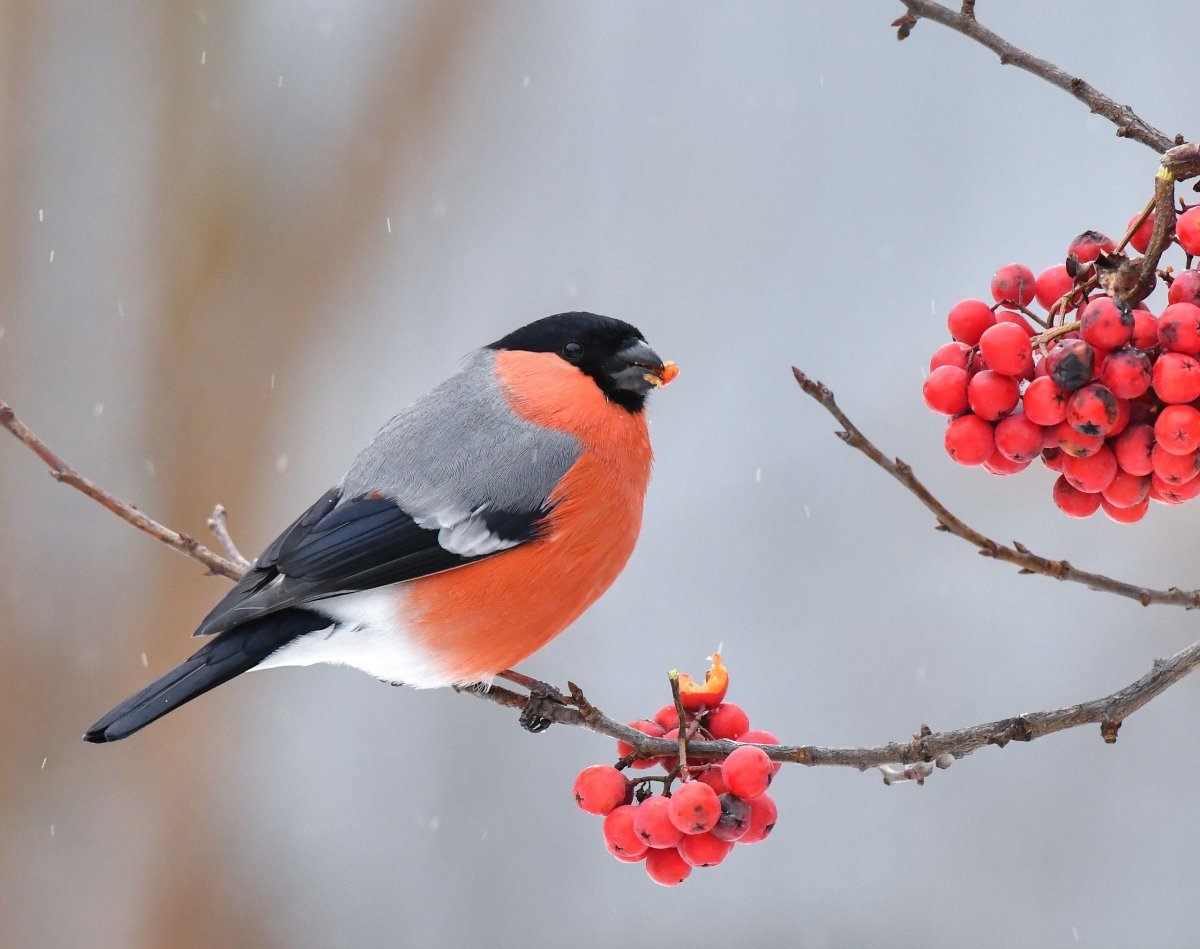 Синица с красной грудкой