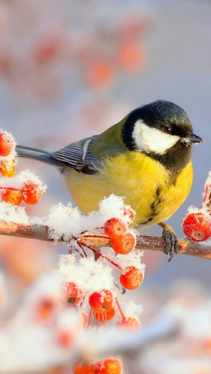 Птички на ветке зимой