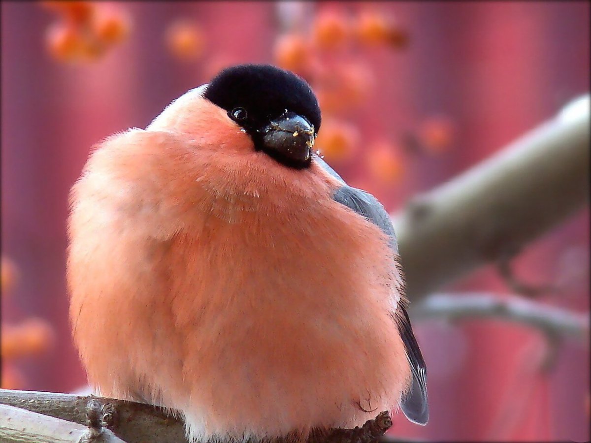 Заставка на рабочий стол Снегири