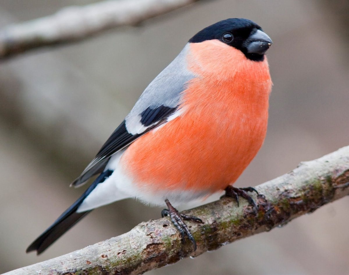 Синичка на ветке