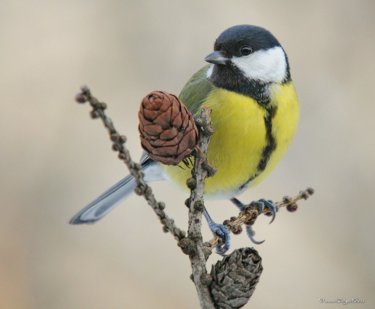 Бурый Снегирь