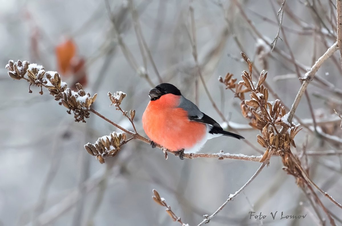 Снегири и Дрозды