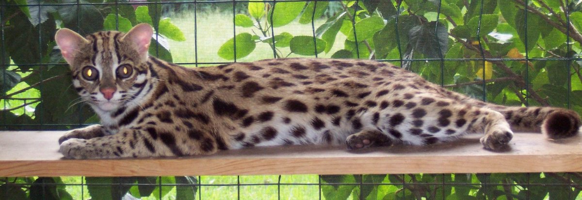 Карликовый леопард как называется