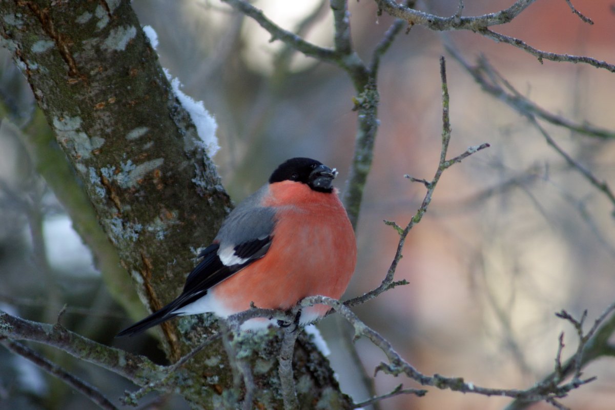 Снегири на рябине