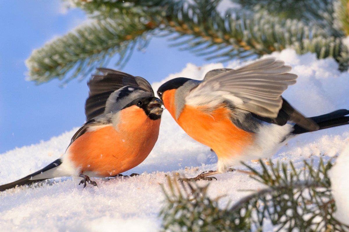 Новогодняя синичка