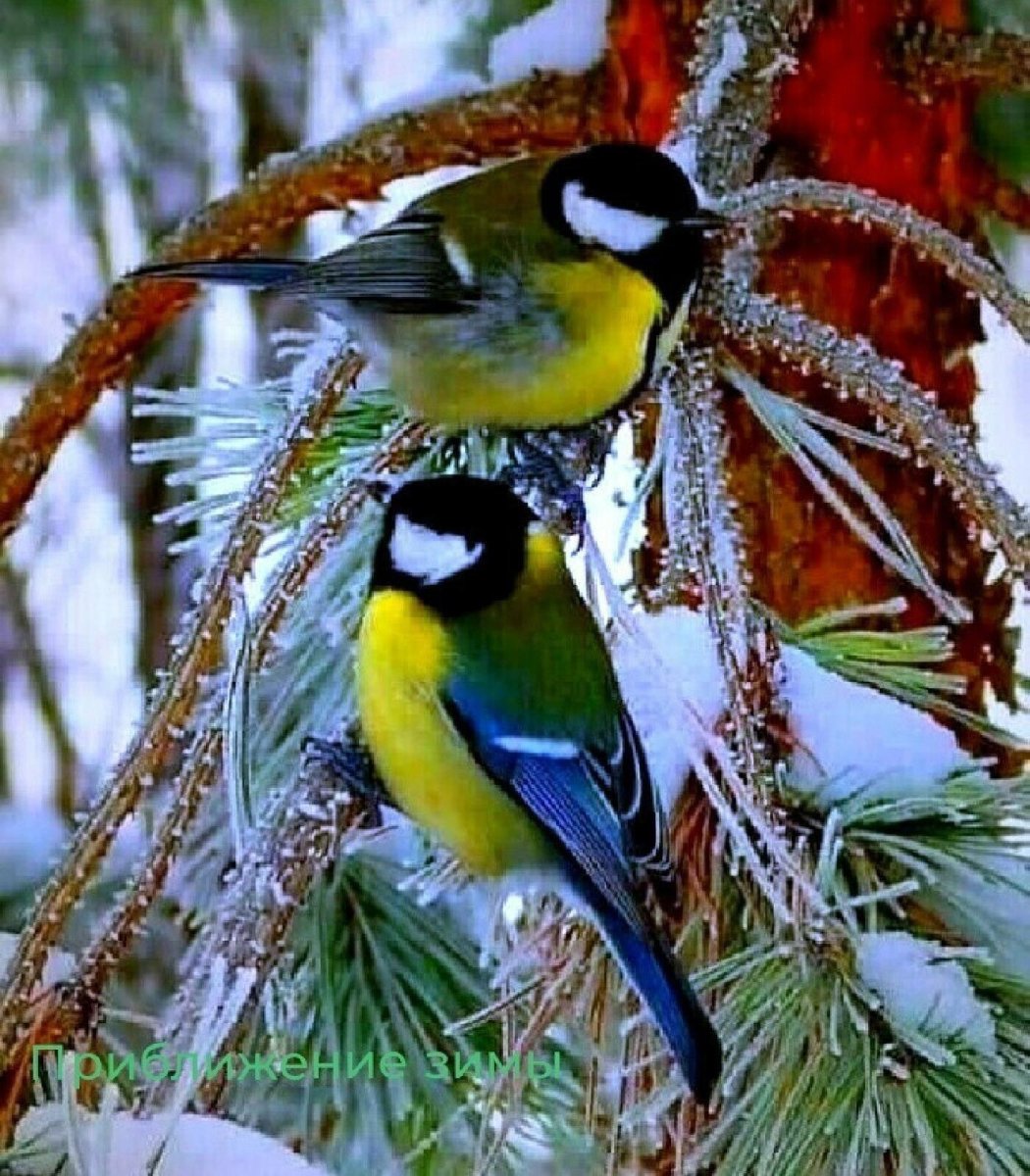 Обои на рабочий стол Снегири