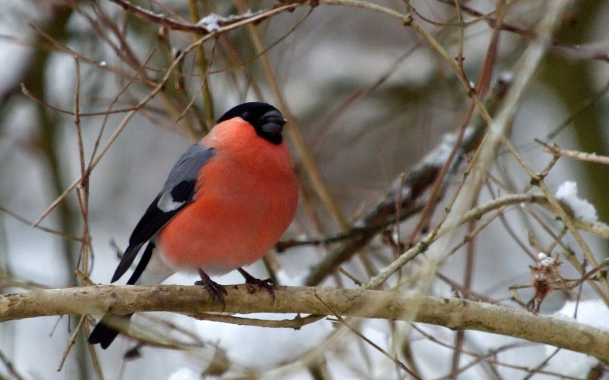 Птицы зимой