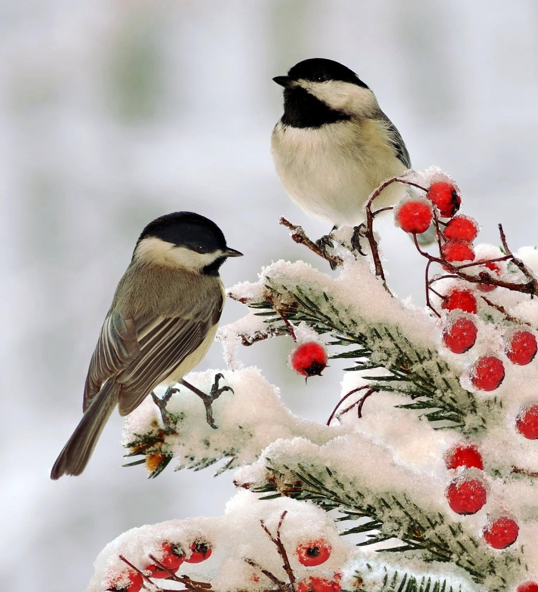 Птички зимой