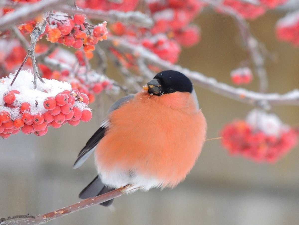 Синички зимой
