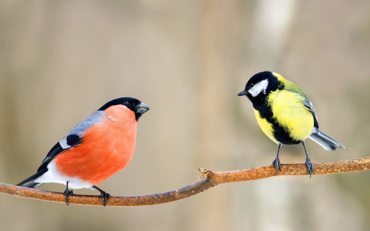 Птица синица и Снегирь
