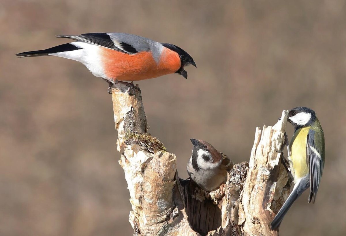 Желтогрудый Снегирь
