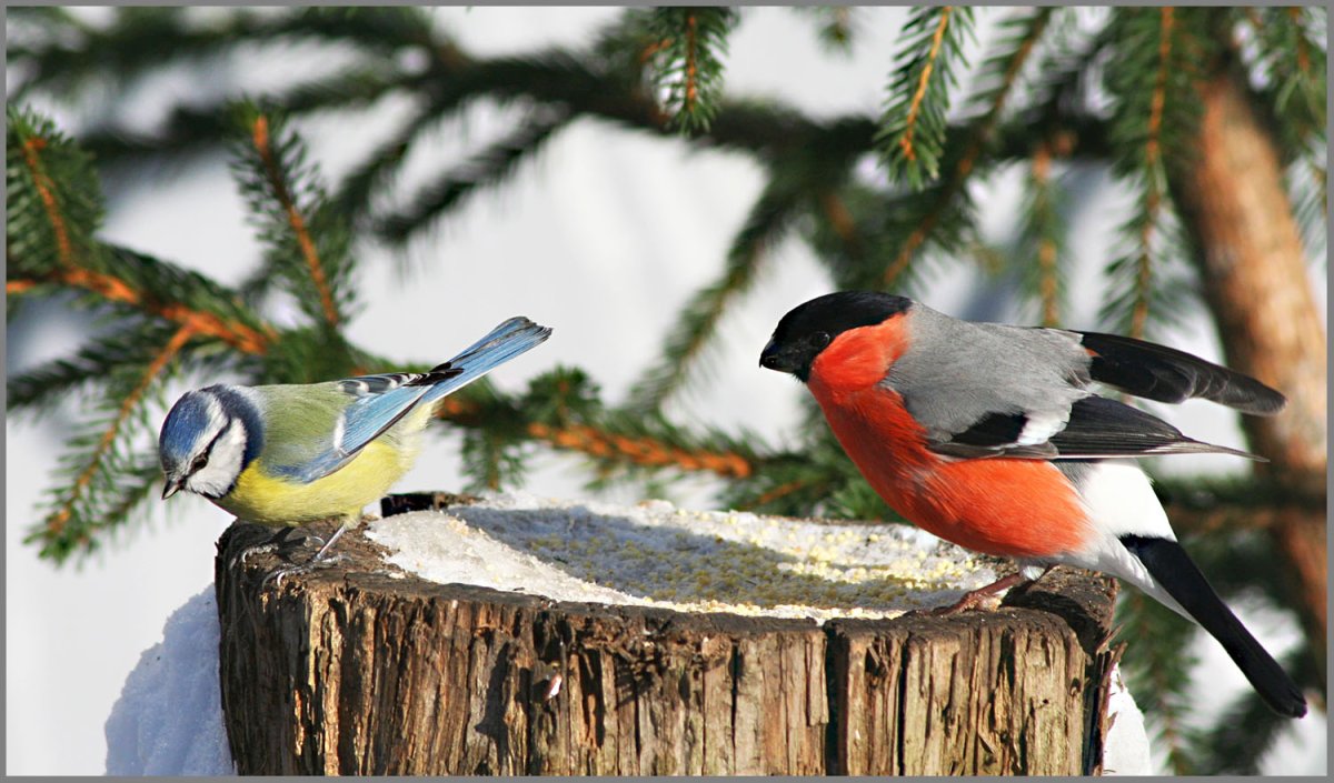 Снегири и певчие птицы