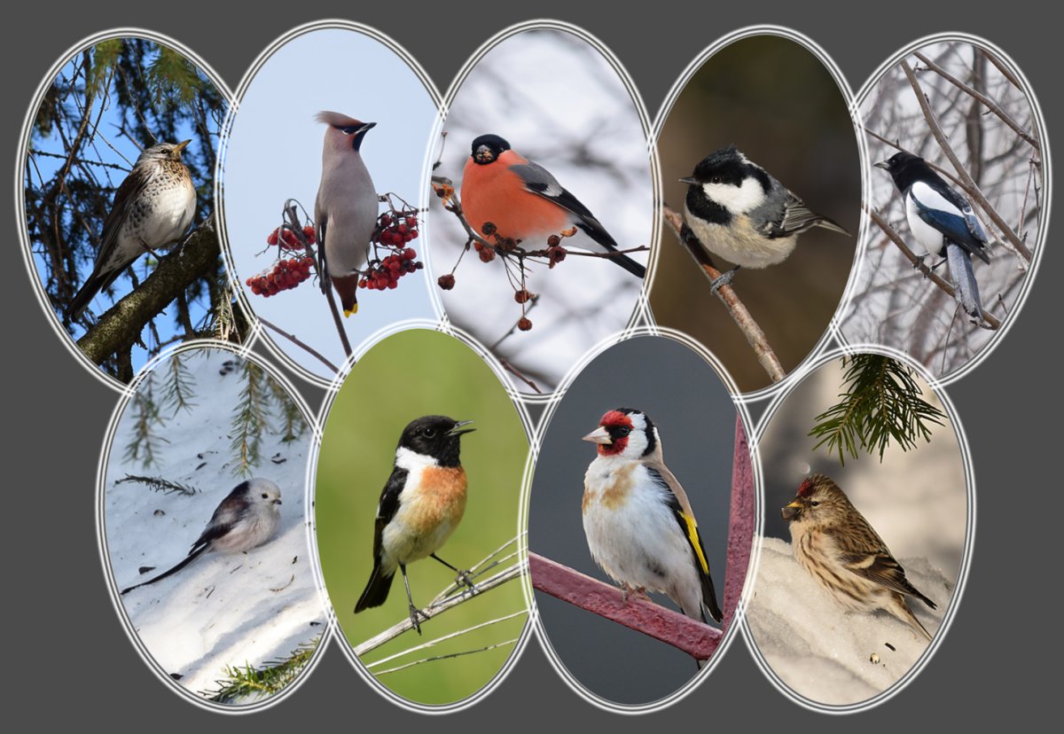 Снегирь обыкновенный