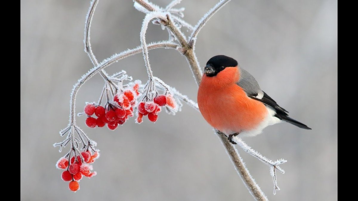 Семья снегирей