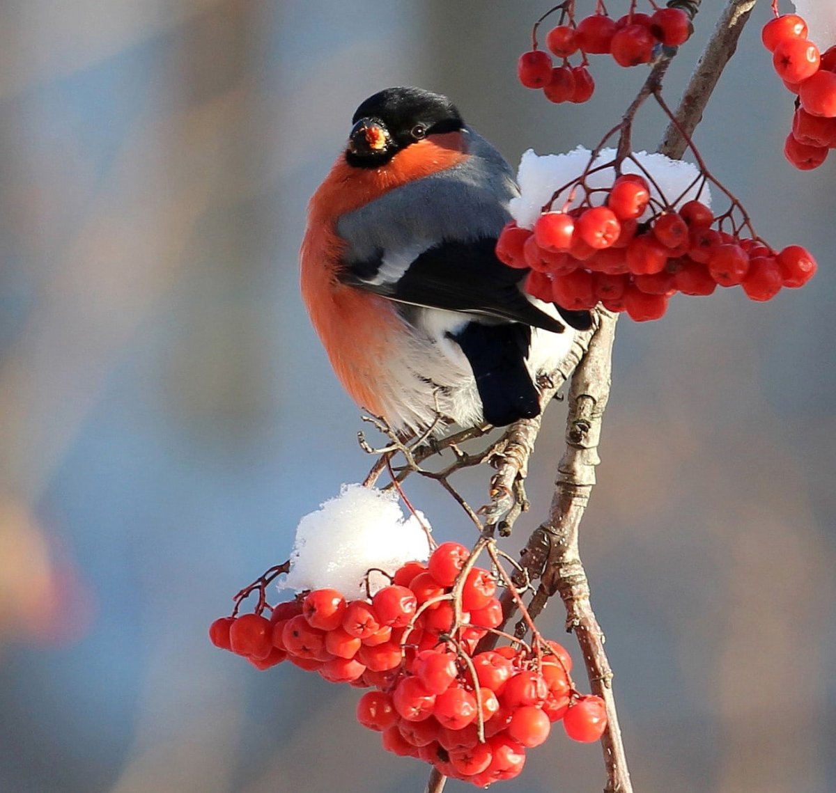 Синий Снегирь
