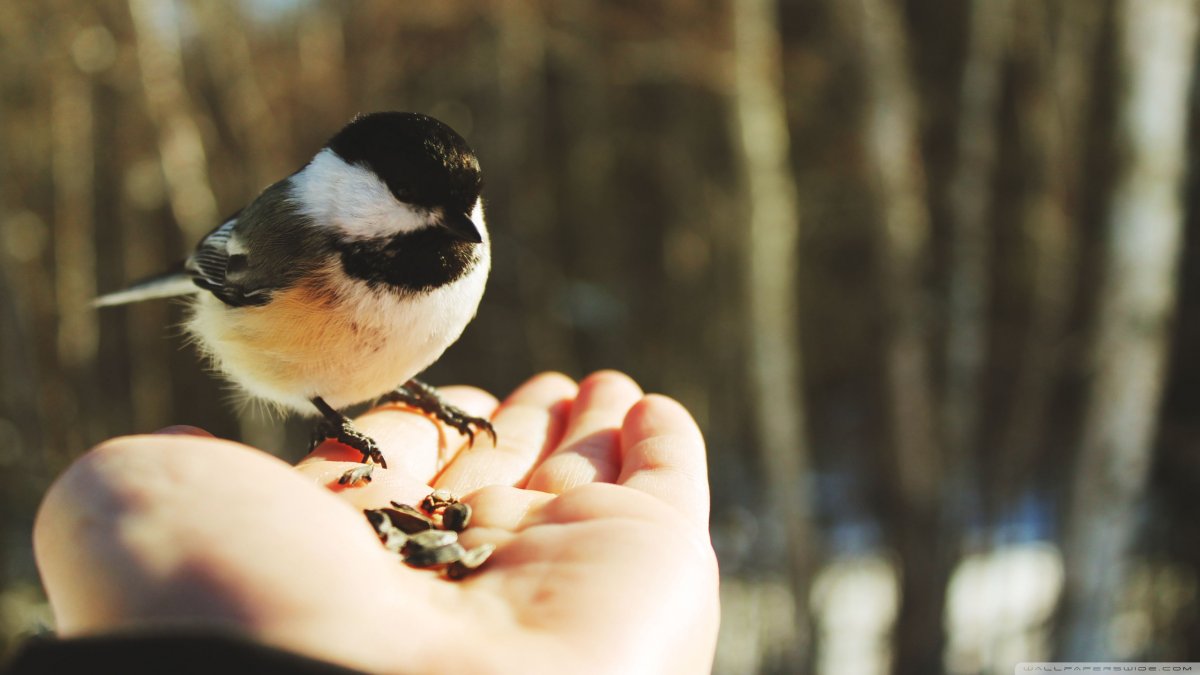 22.02.2022 Открытки синицы