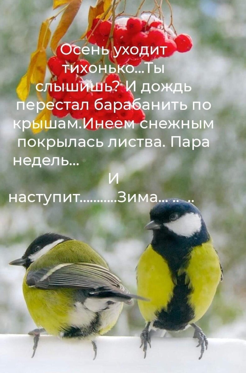 Синица лазоревка зимой