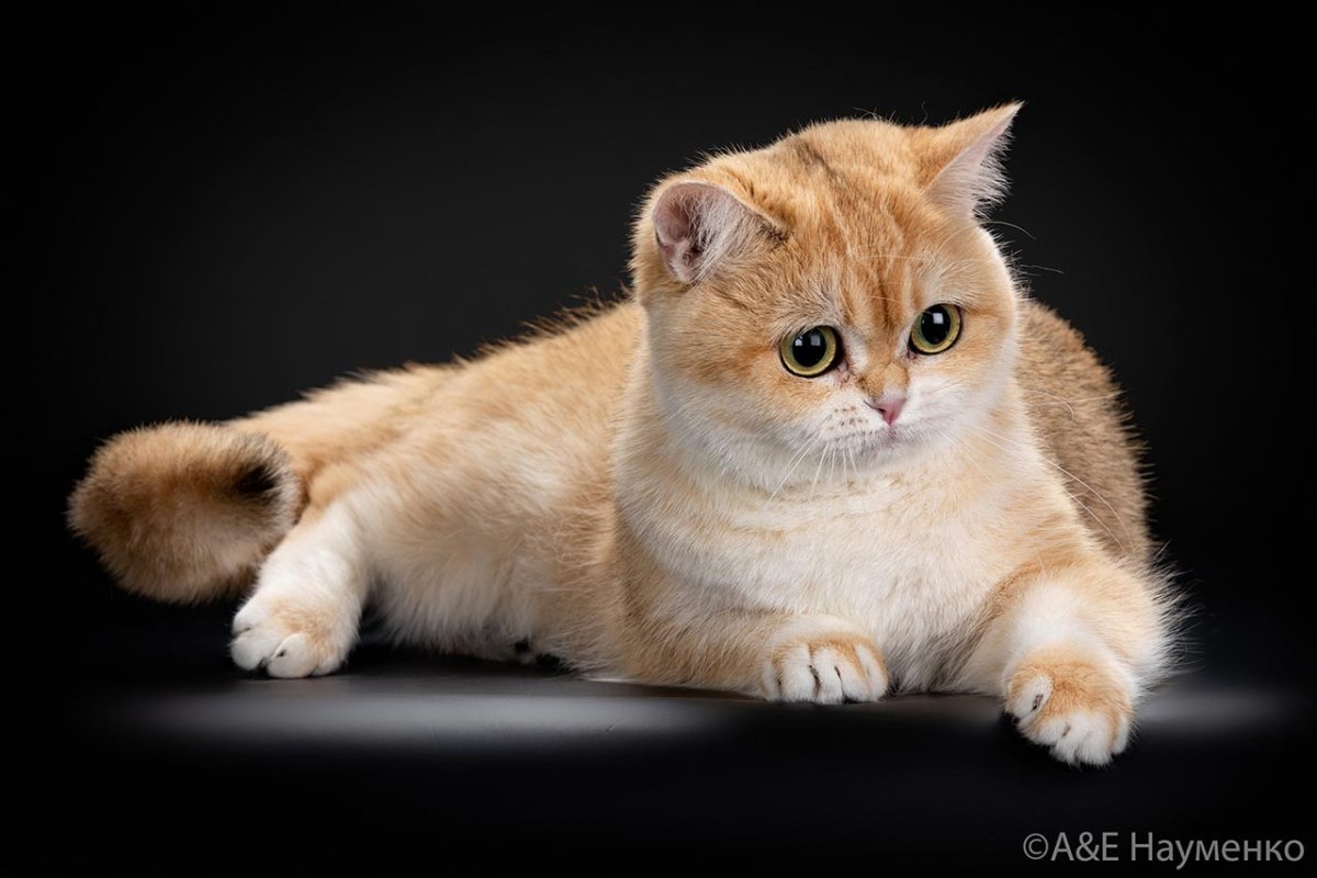 Шотландская вислоухая рыжая