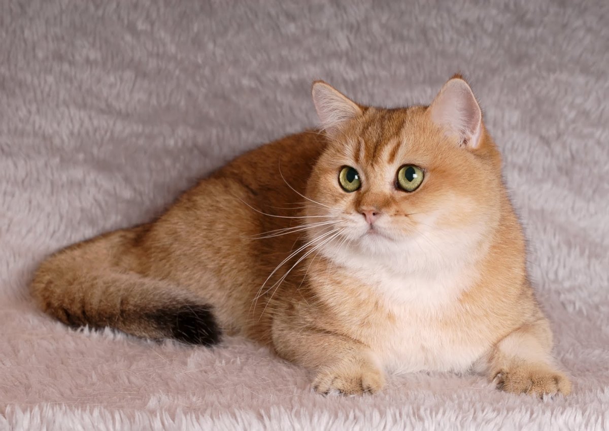 Британская Золотая шиншилла темная