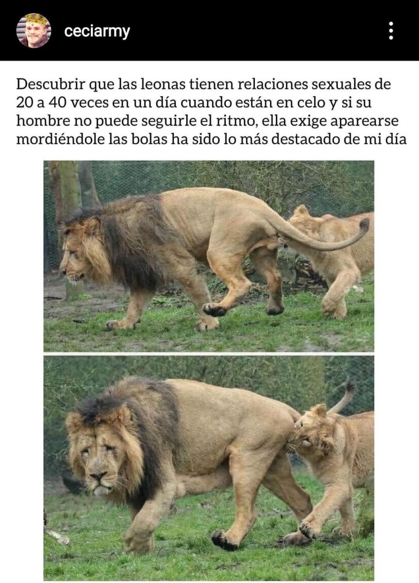 Нападающий Лев