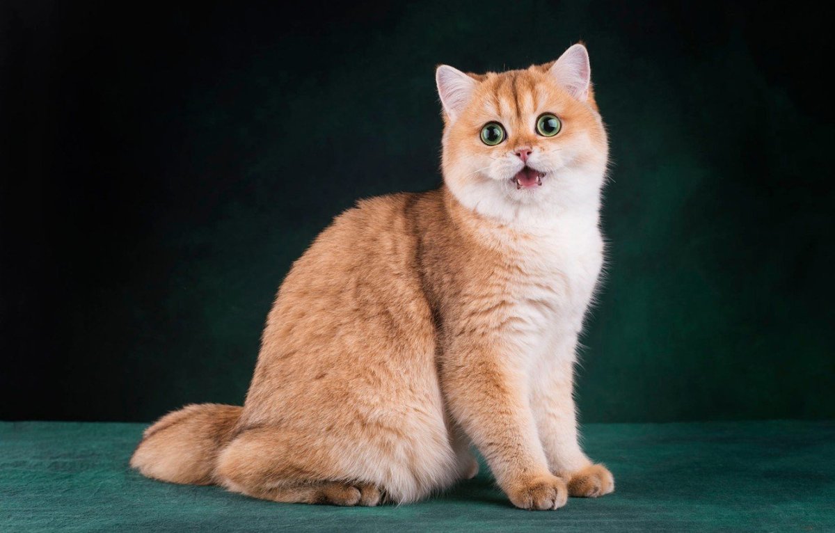 Британская Золотая шиншилла Манчкин